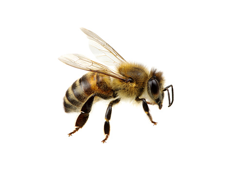 l'abeille