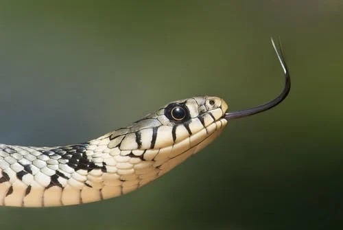 animal totem serpent